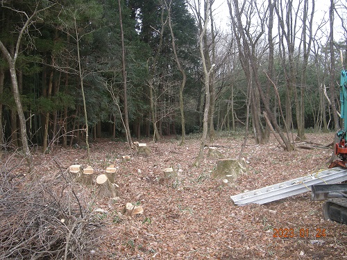 2023年1月の伐採